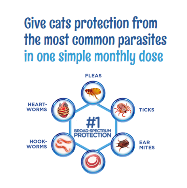 Revolution Plus For Cats Mixed Parasite Spot On what it protects against infographic