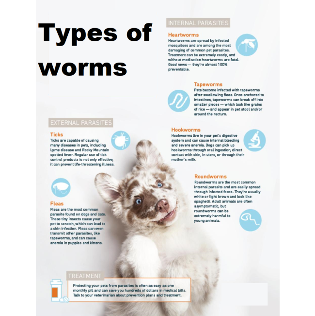 Milpro Deworming Tablet for Dogs types of worms infographic picture
