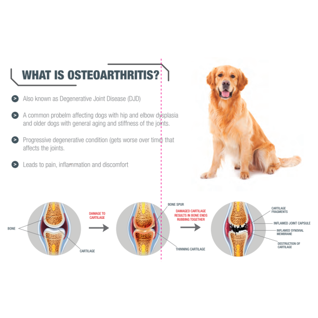 GCS Joint Care Advanced Powder For Dogs what is osteoarthritis