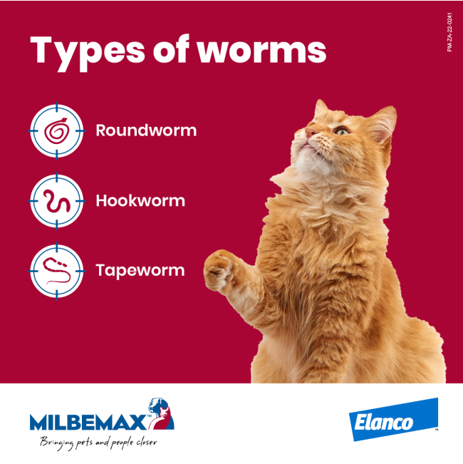 Milbemax Deworming Tablets for Kittens & Small Cats types of worms information picture
