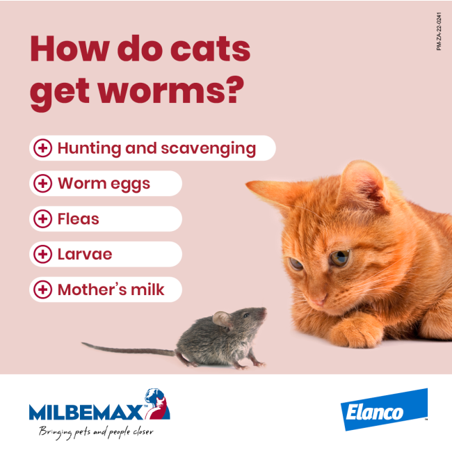 Milbemax Deworming Tablets for Kittens & Small Cats how cats get worms information picture