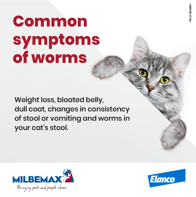 Milbemax Deworming Tablets for Kittens & Small Cats common symptoms information picture