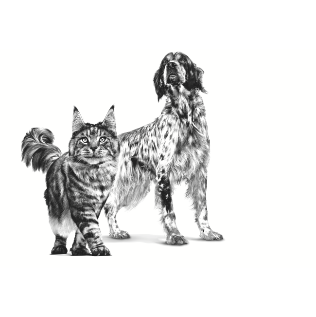 Royal Canin Recovery Tin Adult Wet Dog & Cat Food made for dogs and cats