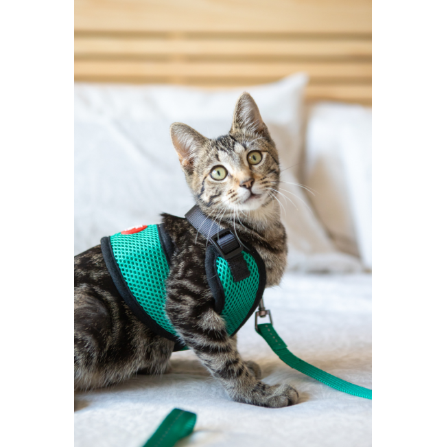 Cat’s Life Cat Harness & Lead lifestyle with green harness