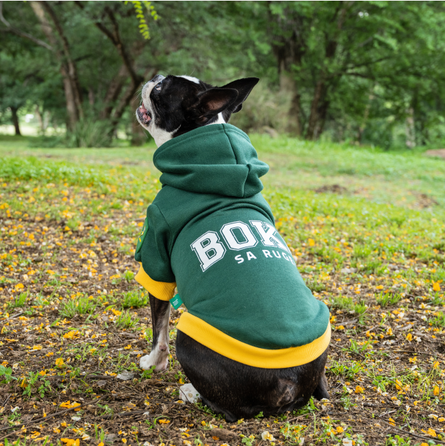 Dog Days Official Boks Rugby Dog Hoodie lifestyle with Boston terrier dog
