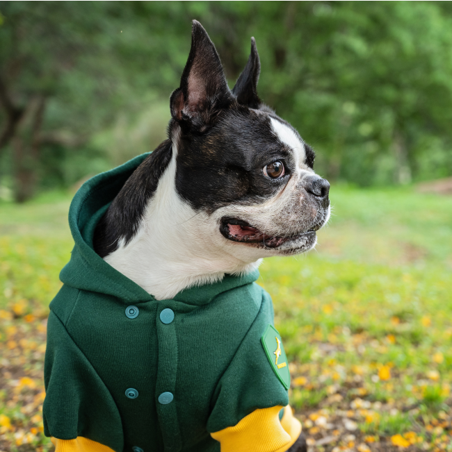 Dog Days Official Boks Rugby Dog Hoodie lifestyle front view with Boston terrier