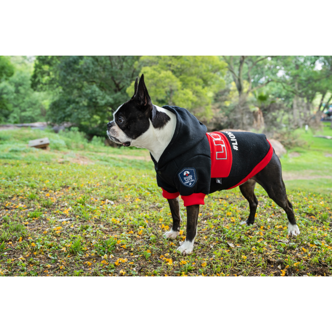 Dog Days Official Lions Pride Rugby Dog Hoodie lifestyle with Boston terrier dog blacka nd red