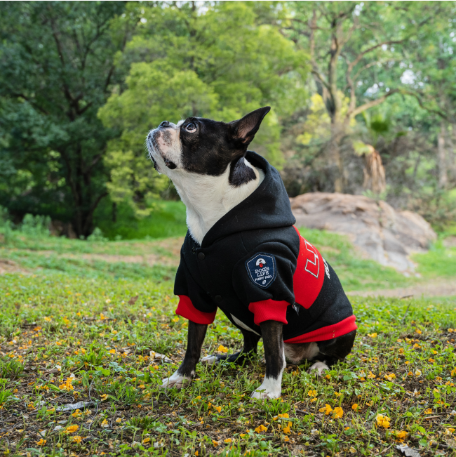 Dog Days Official Lions Pride Rugby Dog Hoodie lifestyle with Boston terrier sitting black and red