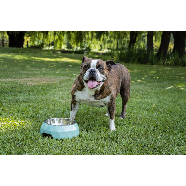 2-In-1 Diamond Melamine & Stainless Steel Pet Bowl green bowl lifestyle image with boston terrier