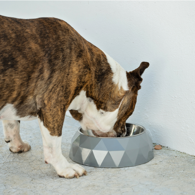 2-In-1 Diamond Melamine & Stainless Steel Pet Bowl grey bowl with boston terrier drinking