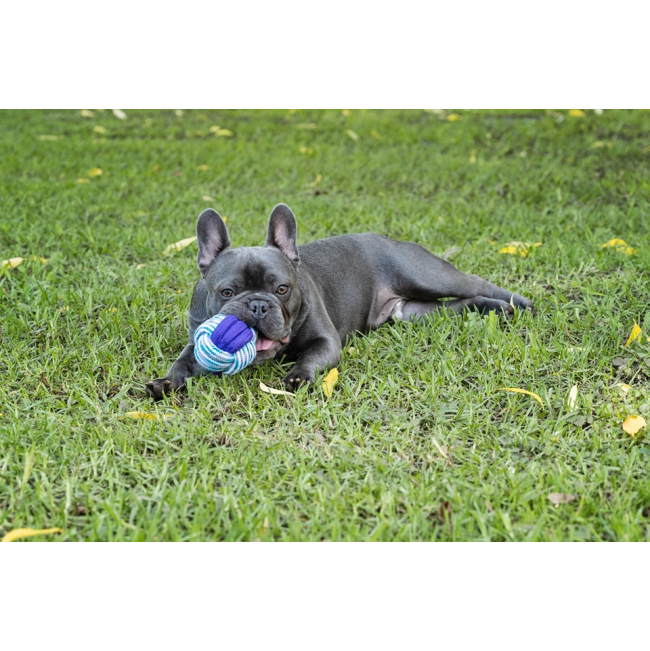 Candy Rope Dog Ball Toy blue ball with frenchie