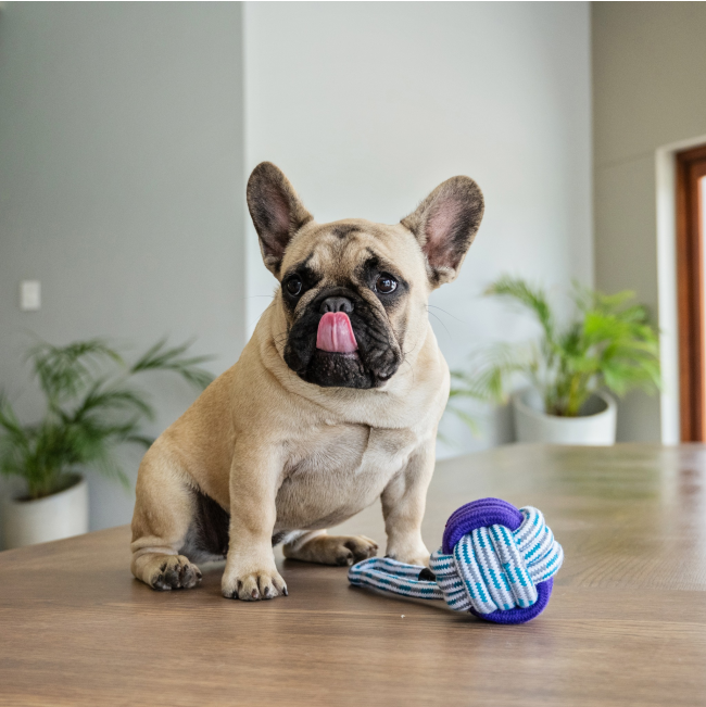 Rope Knot Dog Ball Toy lifestyle with blue rope ball and Frenchie