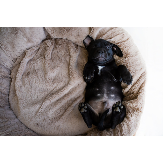 Calming Cuddler Pet Bed with sleeping puppy