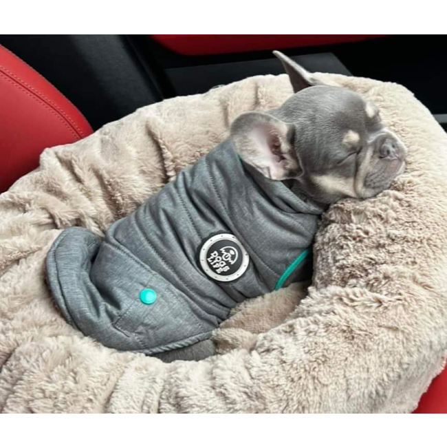 Calming Cuddler Pet Bed with a grey sleeping Frenchie