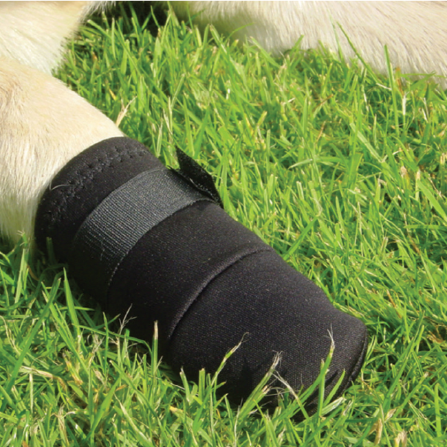 Protective Dog Shoes black Velcro placed onto dogs foot
