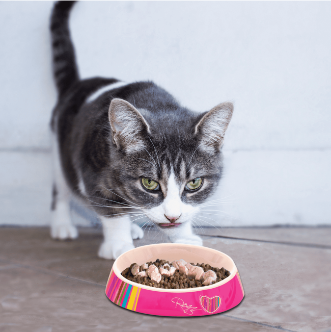 Rogz Fishcake Cat Bowls lifestyle with cat and candy stripe bowl