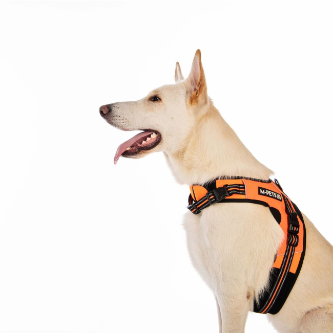 Triangle Walking Dog Harness lifestyle on white dog
