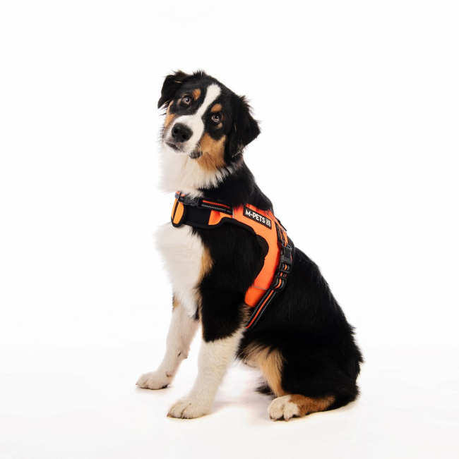 Triangle Walking Dog Harness lifestyle on brown dog
