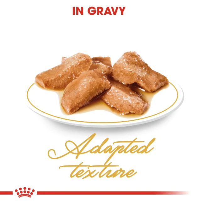 Royal Canin Adult Maine Coon Wet Cat Food chunks in gravy