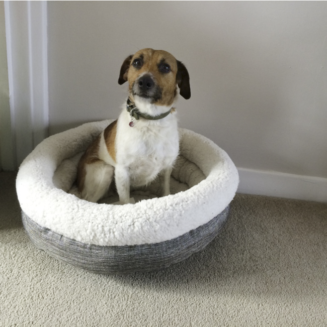 Deep Tweed Teddy Bear Pet Bed lifestyle with white and brown Jack Russel dog