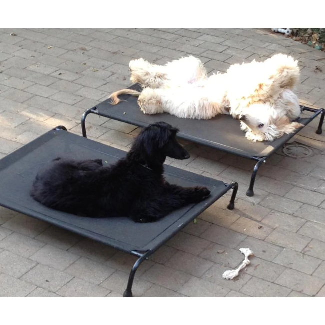 Hound Sleeper Patio Raised Dog Bed lifestyle with one white and one brown dog