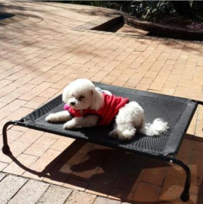 Hound Sleeper Patio Raised Dog Bed lifestyle with small white poodle