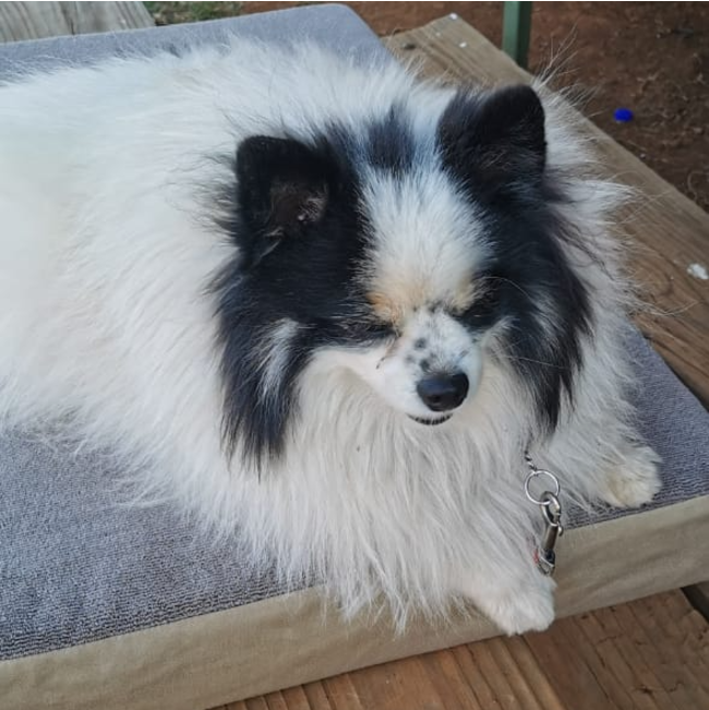 Dog-O-Pedic Memory Foam Dog Mattress lifestyle with white and black toy pom