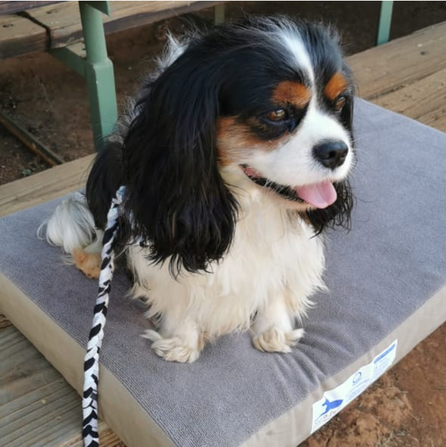 Dog-O-Pedic Memory Foam Dog Mattress lifestyle with black, brown and white small dog