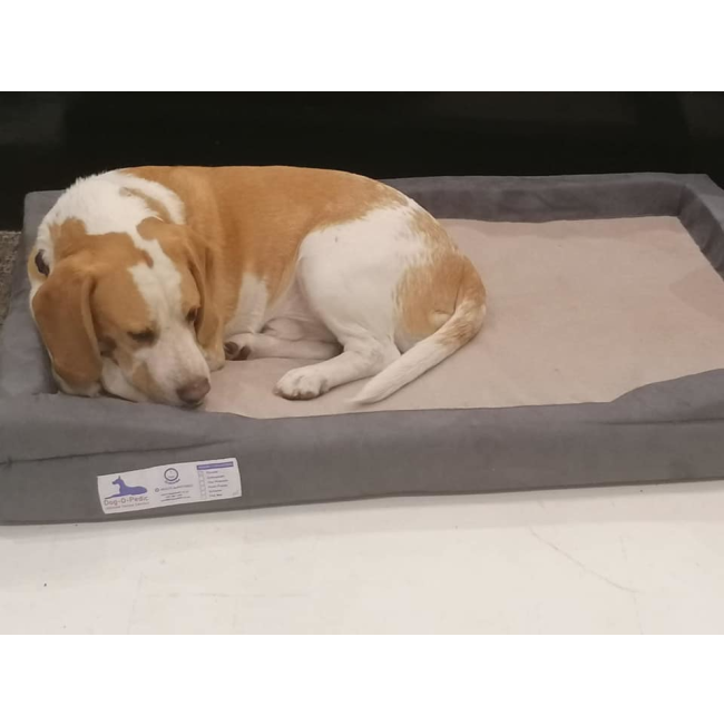 Dog-O-Pedic Orthopaedic Throne Dog Bed lifestyle with curled up white and brown dog