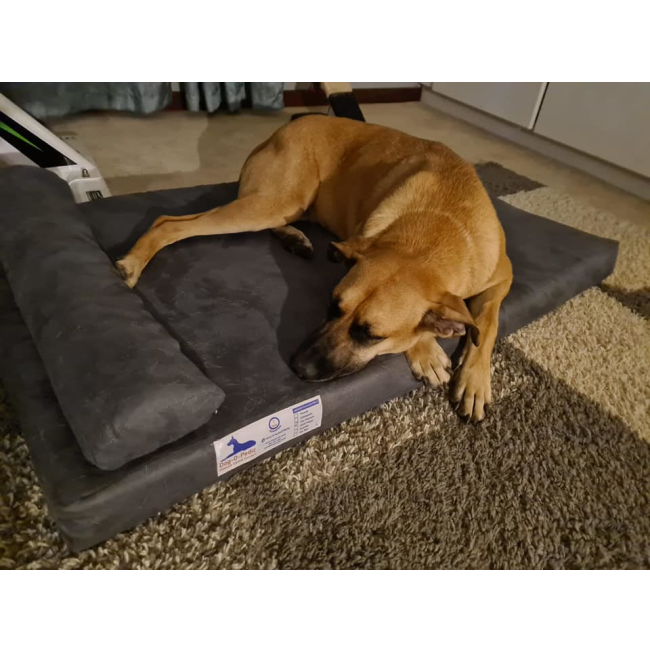 Pharoah Memory Foam Dog Bed lifestyle with large brown dog