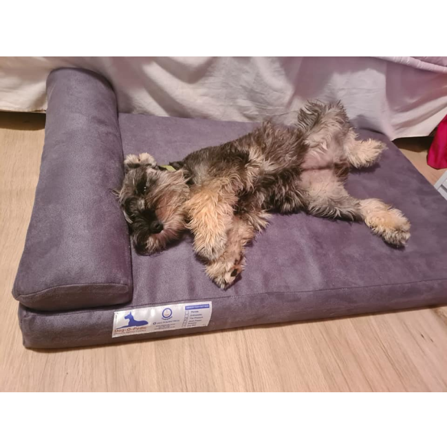 Pharoah Memory Foam Dog Bed lifestyle with small yorkie