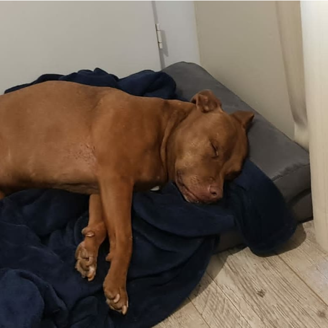 Pharoah Memory Foam Dog Bed lifestyle with brown dog on pillow