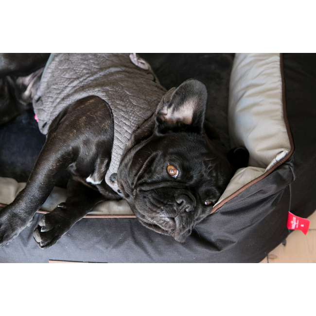 Dog's Life Premium Country Waterproof Bed - Black lifestyle two close up with black Frenchie in jersey