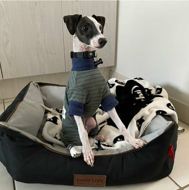 dogs-life-black-waterproof-dog-bed lifestyle with small dog in jersey