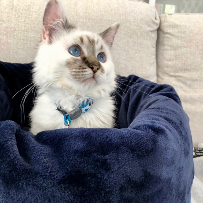 Wagworld Nap Sack navy lifestyle with white kitten