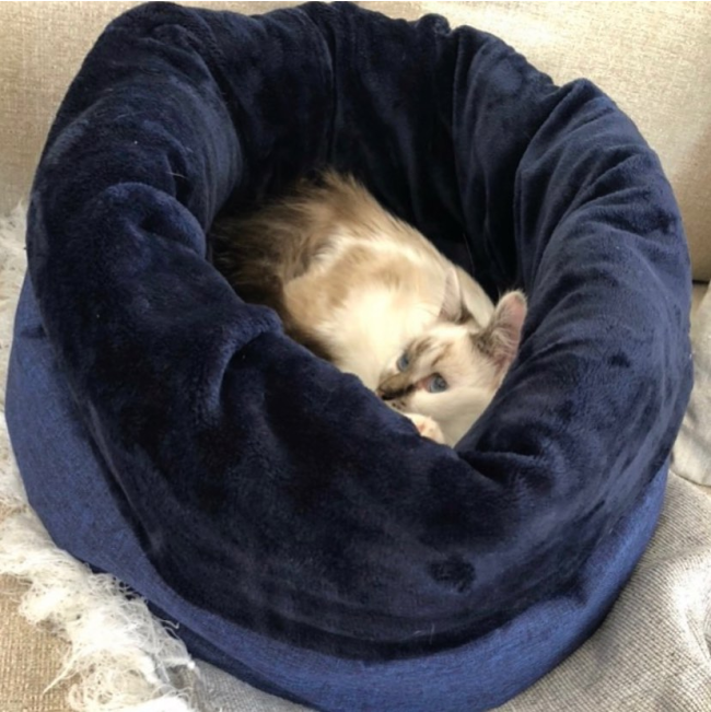 Wagworld Nap Sack navy with small brown kitten