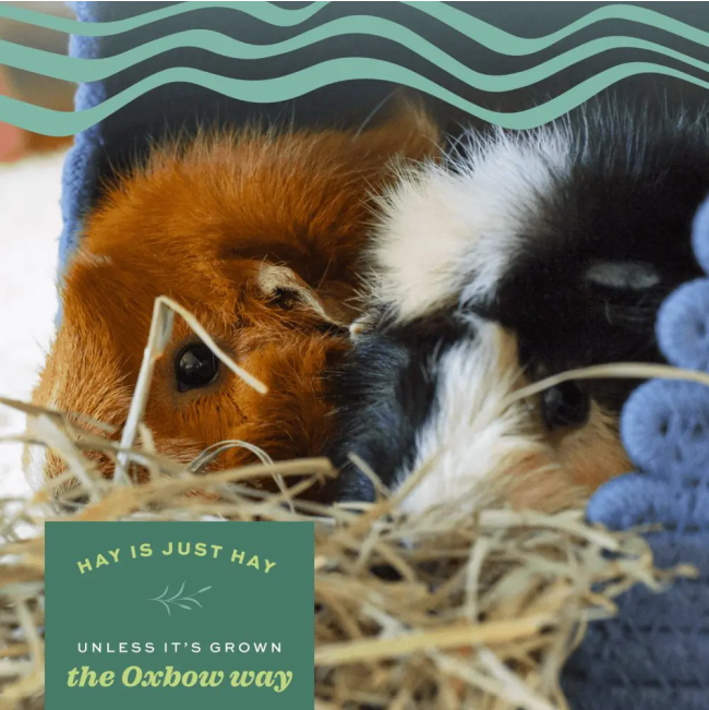 Western Timothy Feeding Hay for Small Pets hay is just hay unless it is Oxbow