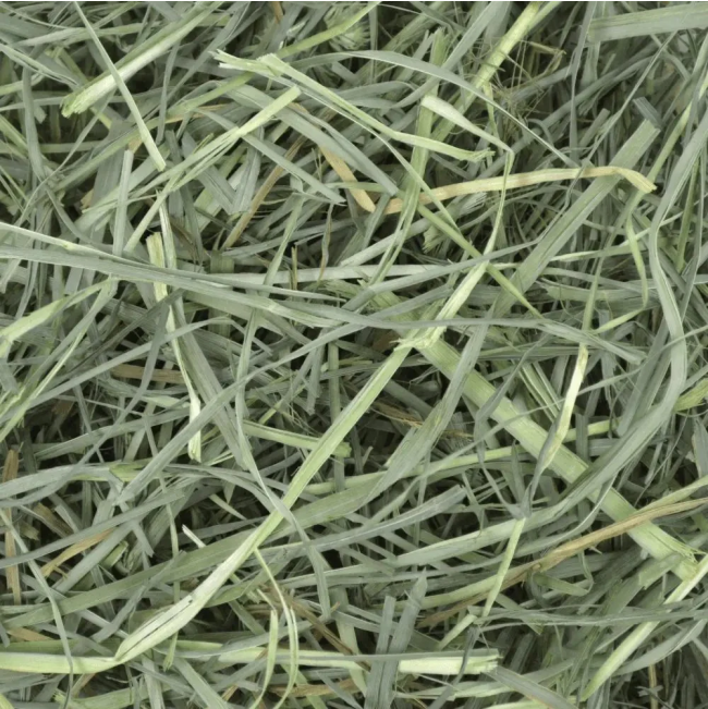 Orchard Grass Feeding Hay for Small Pets close up of hay