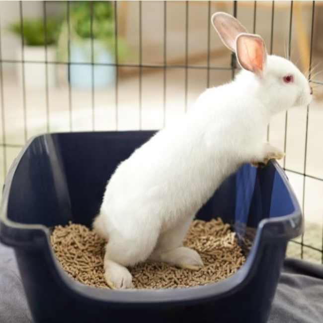 Eco-Straw Litter For Small Pets lifestyle with white rabbit