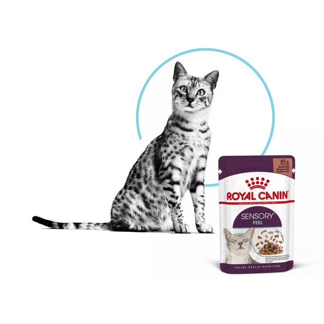 Royal Canin Sensory Feel Wet Cat Food - Gravy lifestyle image ones with bllack and white cat