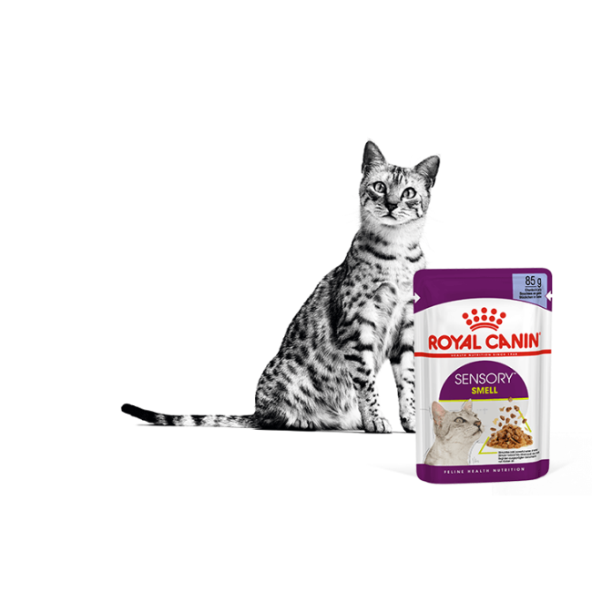 Royal Canin Sensory Smell Wet Cat Food - Gravy lifestyle with black and white cat