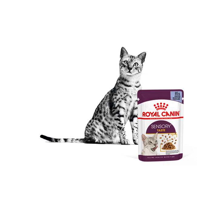 Royal Canin Sensory Taste Wet Cat Food - Gravy clack and white cat