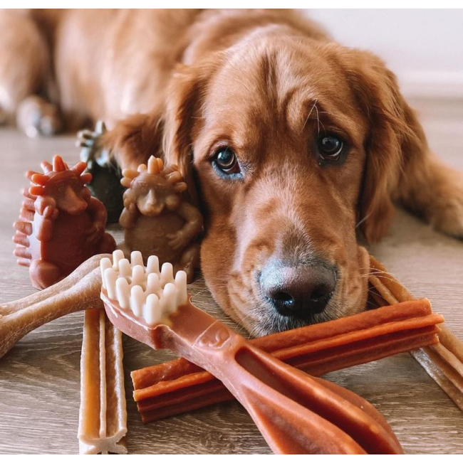 Whimzees Dental Dog Treats - Variety Box lifestyle with brown dog