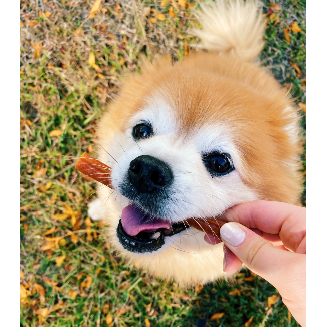 Whimzees Stix Dental Dog Treats - Daily Packs lifestyle with small pom pom