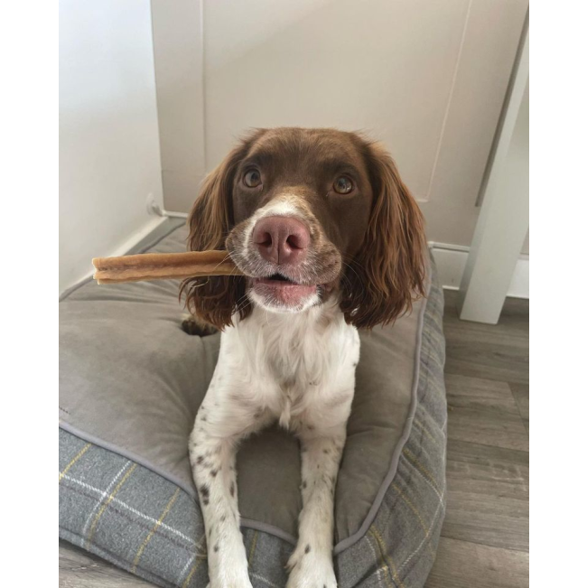 Whimzees Stix Dental Dog Treats - Value Packs lifestyle with brown and white dog