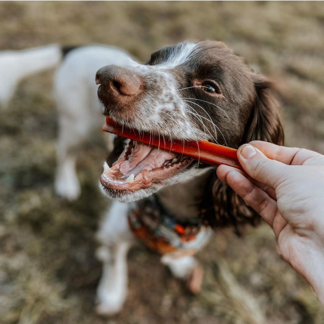 Whimzees Stix Dental Dog Treats - Value Packs lifestyle with red stix