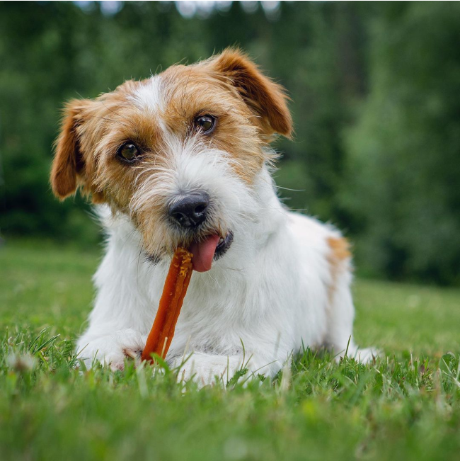 Whimzees Stix Dental Dog Treats - Value Packs lifestyle with small wired Jack Russel Terrier