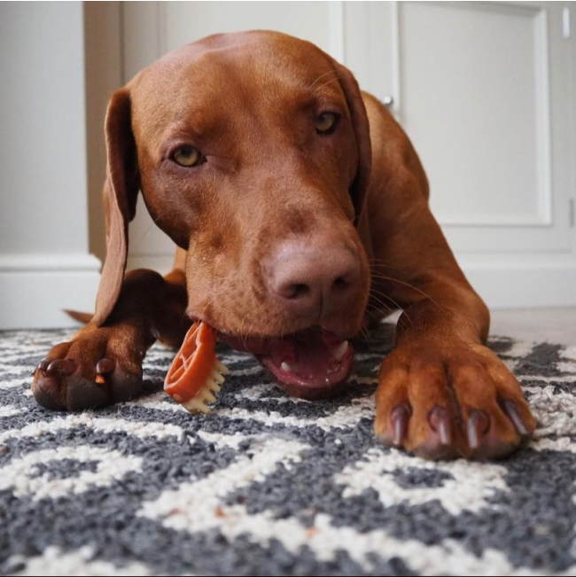 Whimzees Toothbrush Dental Dog Treats brown dog with red brush