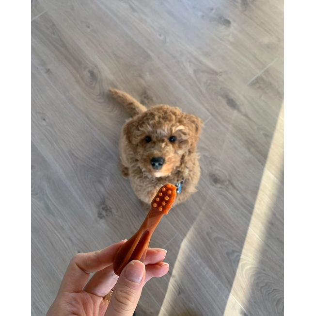 Whimzees Toothbrush Dental Dog Treats lifestyle with small poodle and red chew