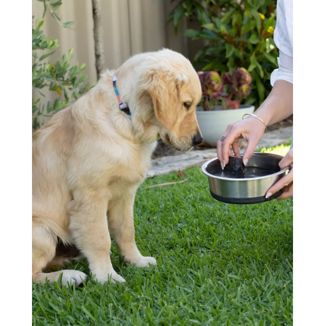 Dog Rocks - Stop Grass Urine Burns lifestyle with puppy